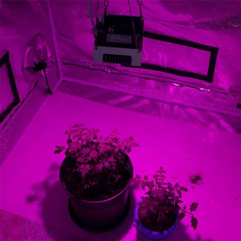 Светодиодный светильник для выращивания растений с полным спектром 100 Вт 3000 К 3500 К 5000 К световой эффективности для внутреннего гидропонного освещения для выращивания растений в теплице